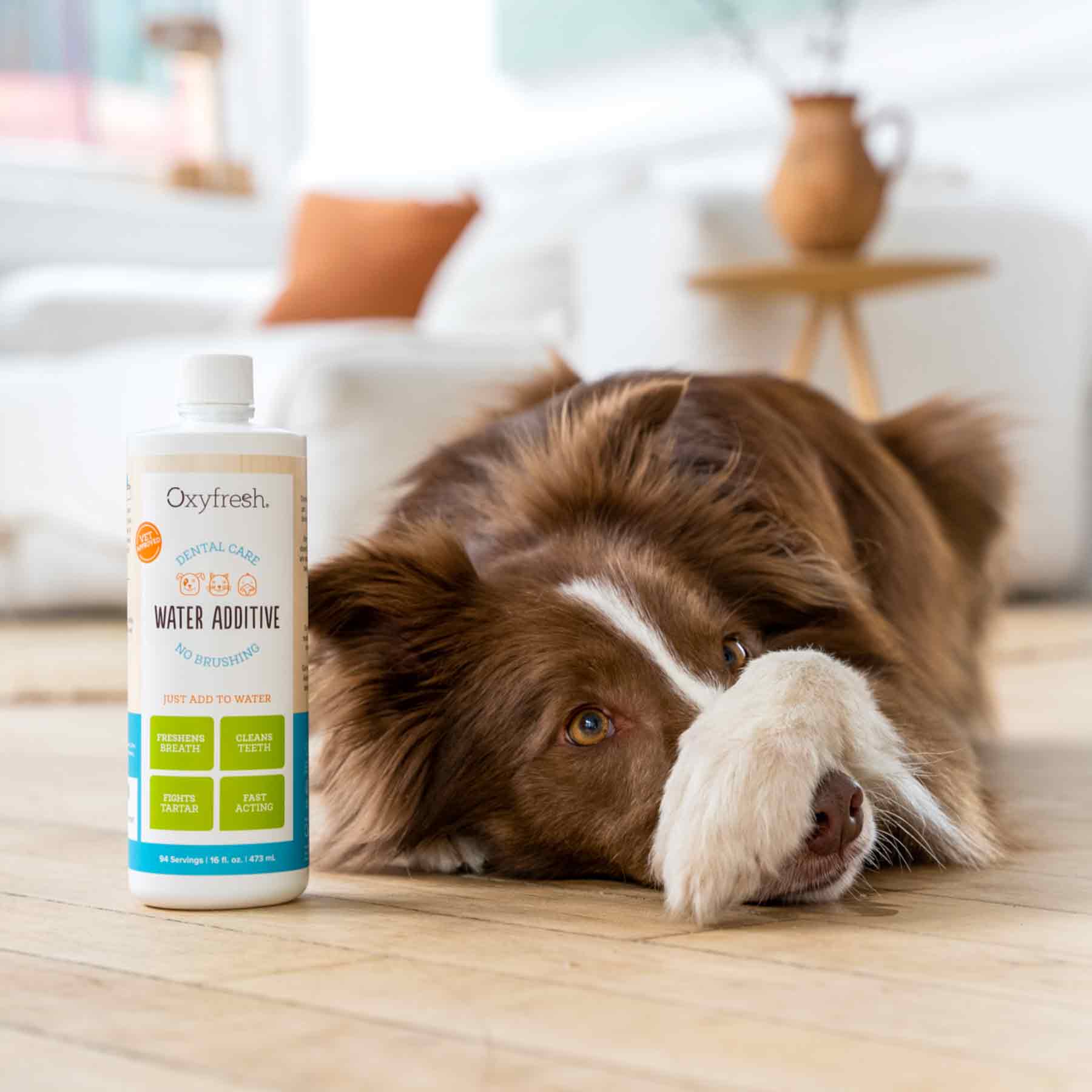 border collie and oxyfresh pet water additive for fresh breath every time