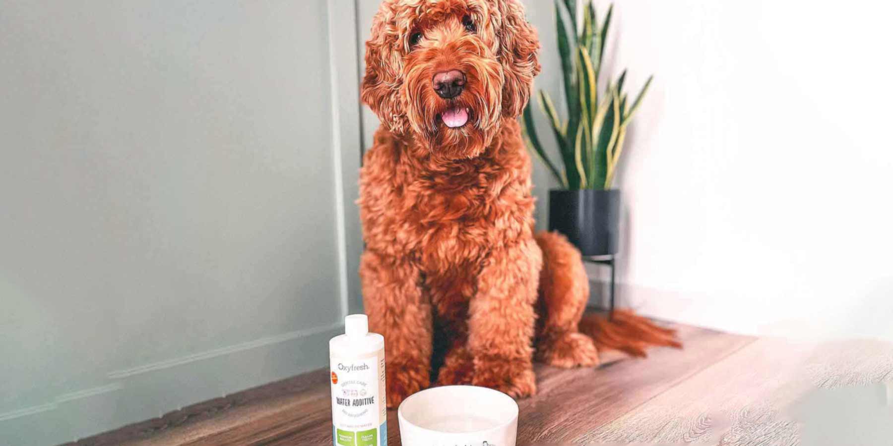 Social-Media-Post-From-Instagram-User-Fitz-The-Dood-cute-labradoodle-posing-next-to-a-bowl-full-of-water-with-oxyfresh-dental-water-additive-for-dogs-fresh-breath-and-healthy-teeth