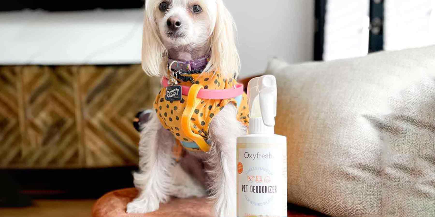 Social-Media-Post-From-Instagram-User-Laria-Herod-dog-sitting-on-couch-next-to-oxyfresh-pet-deodorizer-odor-eliminator-spray-which-eliminates-pet-odors-on-couches