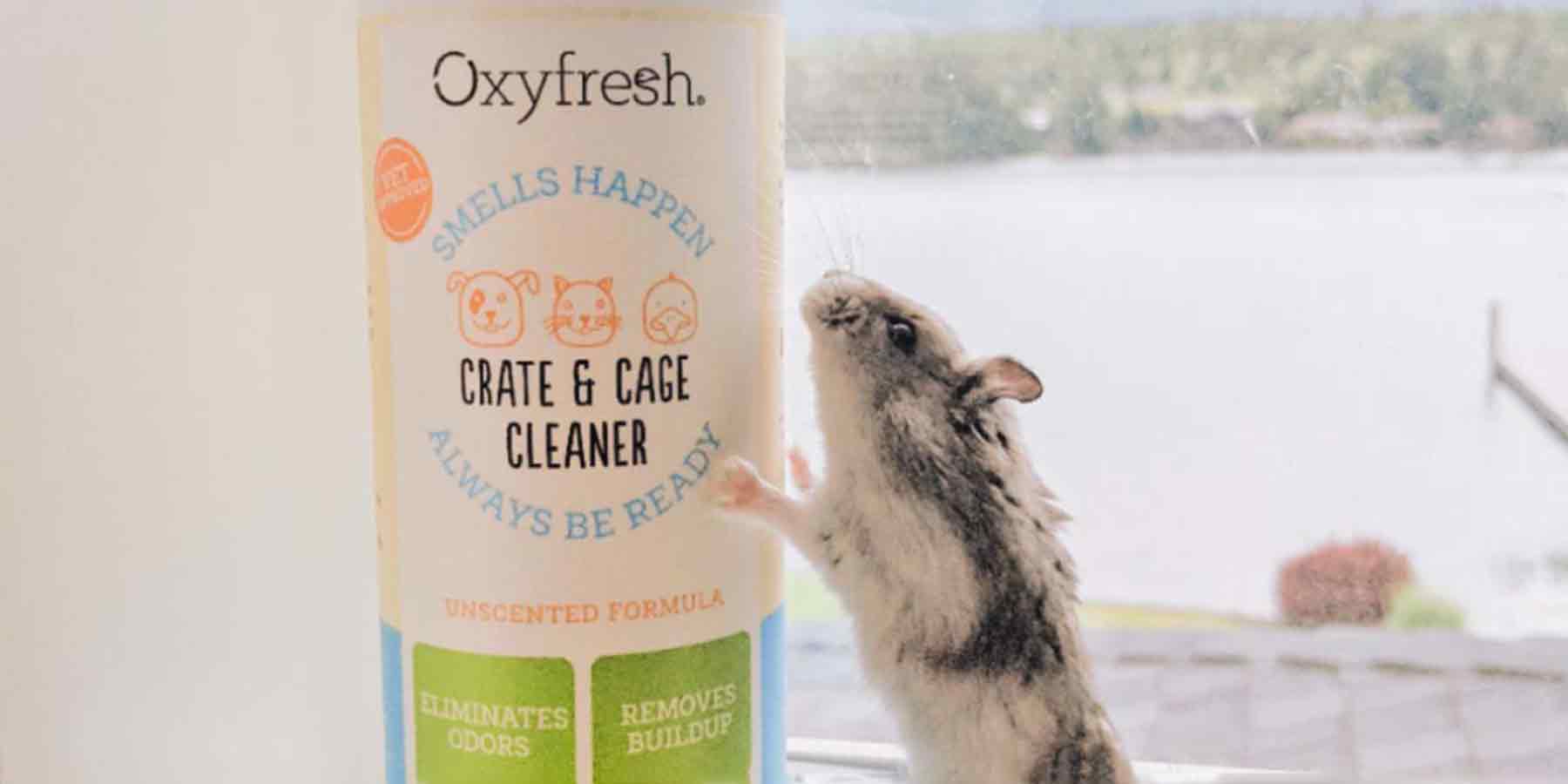 Social-Media-Post-From-Instagram-User-Theodore.the.fat.hamster-on-the-windowsill-exploring-the-oxyfresh-hamster-cage-cleaner-bottle-for-small-animal-cages-and-crates