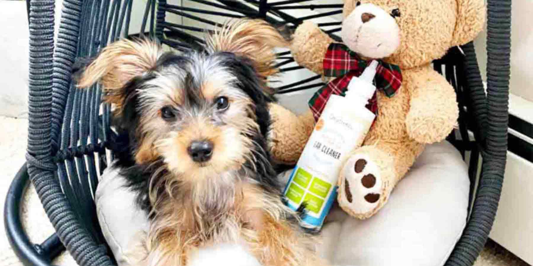 Social-Media-Post-From-Instagram-User-_ZBedgine-terrier-on-swing-next-to-bottle-of-oxyfresh-dog-ear-cleaner-for-stinky-ear-and-wax-dirt-removal