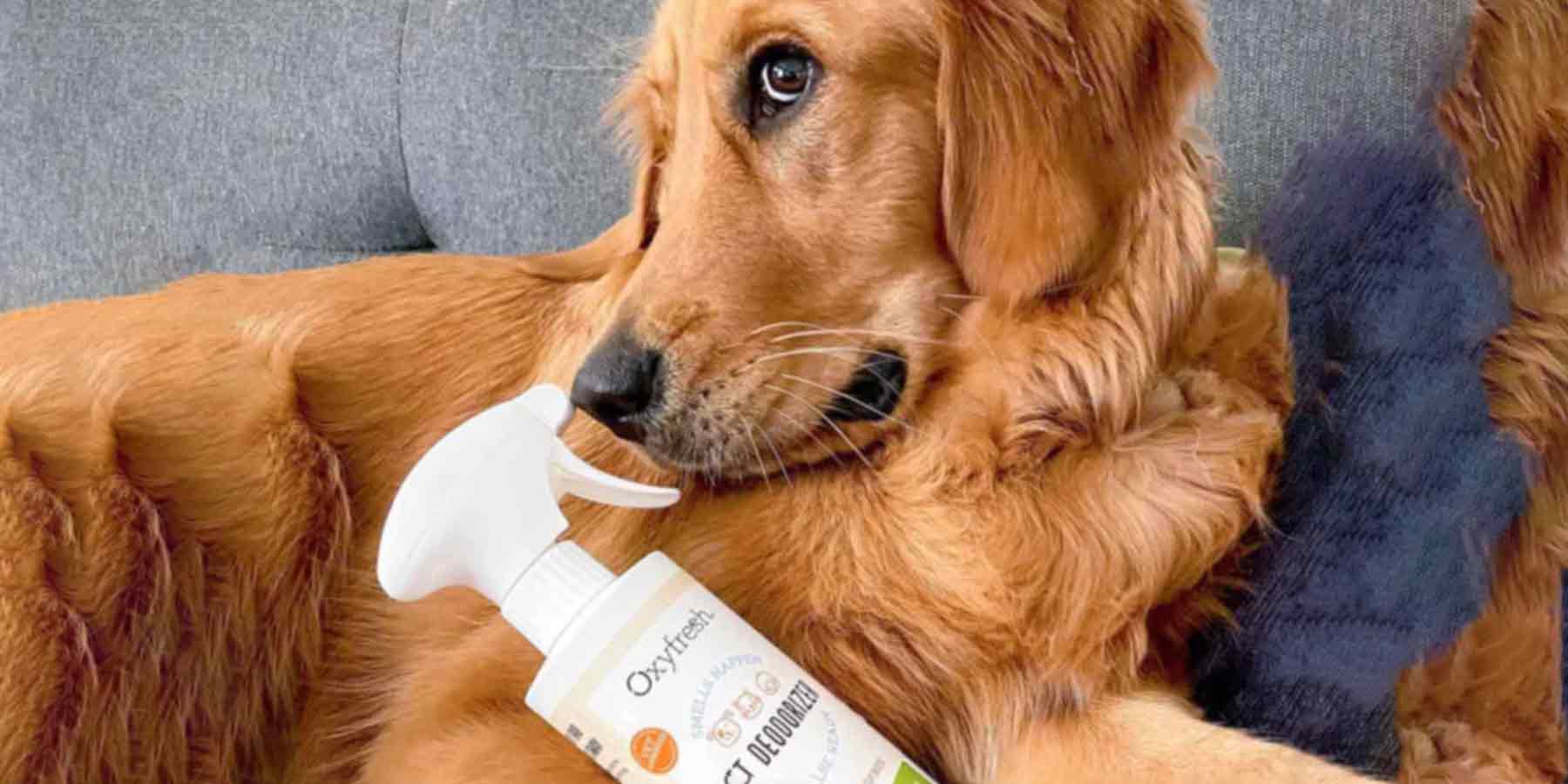 Social-Media-Post-From-Instagram-User-_allyburson-golden-retriever-laying-on-couch-with-oxyfresh-pet-deodorizer-spray-a-pet-odor-eliminator