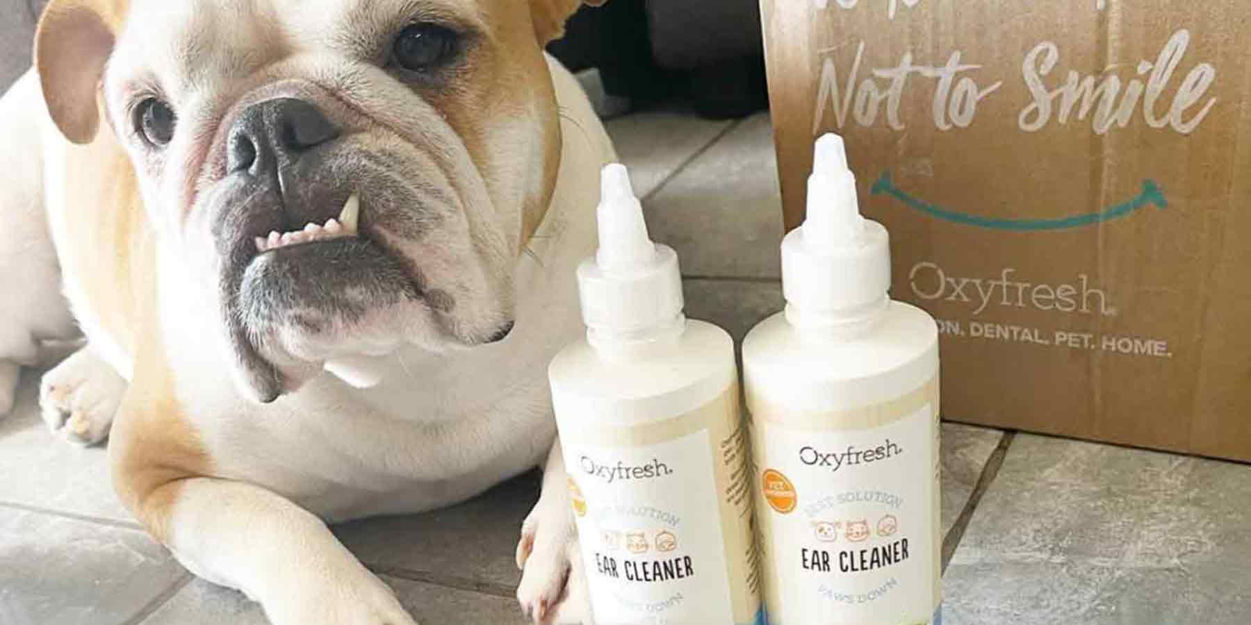 Social-Media-Post-From-Instagram-User-_bella_englishbulldog_-laying-on-the-floor-next-to-two-bottles-of-oxyfresh-cat-dog-ear-cleaner-for-stinky-ear-and-wax-dirt-next-to-the-shipping-package-that-says-we-dare-you-not-to