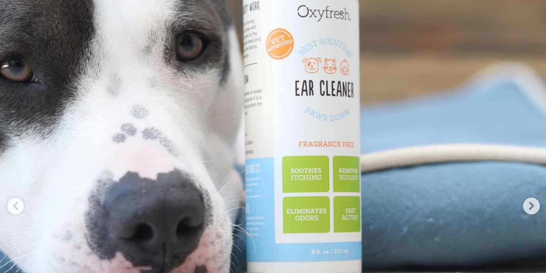 Social-Media-Post-From-Instagram-User-_growingup_garcia-pitbull-resting-head-on-the-floor-next-to-a-bottle-of-oxyfresh-dog-ear-cleaner-for-stinky-ear-and-wax-dirt-removal