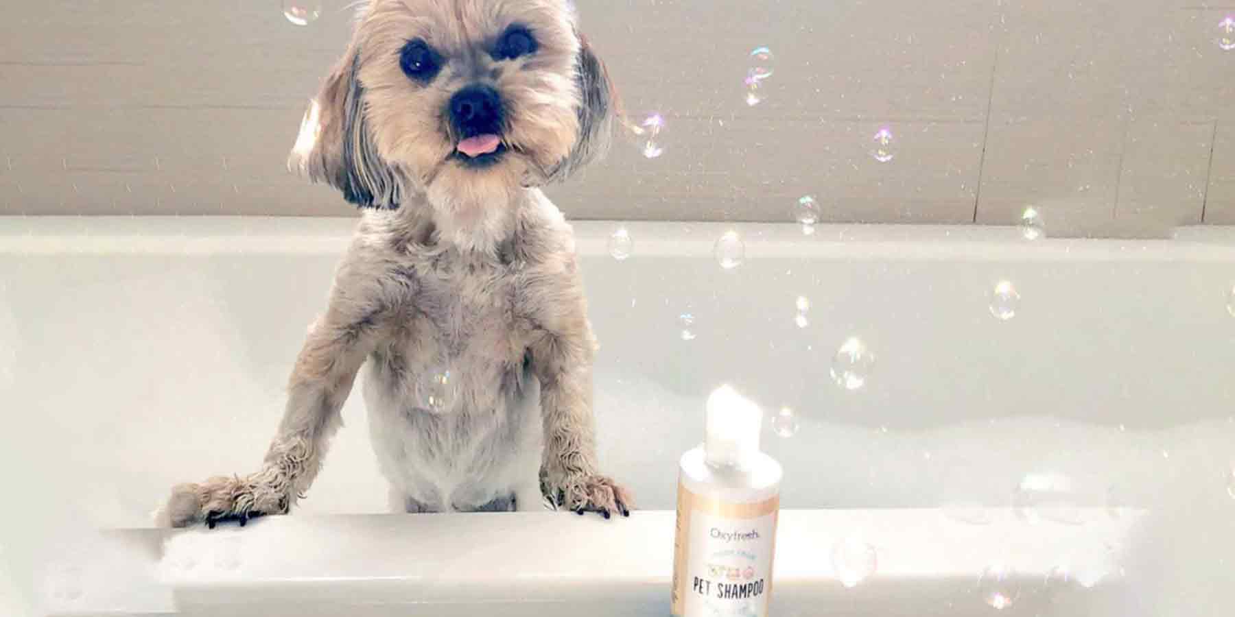 Social-Media-Post-From-Instagram-User-_milatheteddybear-terrier-in-bath-tub-with-scrubby-bubbles-on-her-head-next-to-a-bottle-of-oxyfresh-moisturizing-pet-shampoo-for-dogs-with-dry-skin