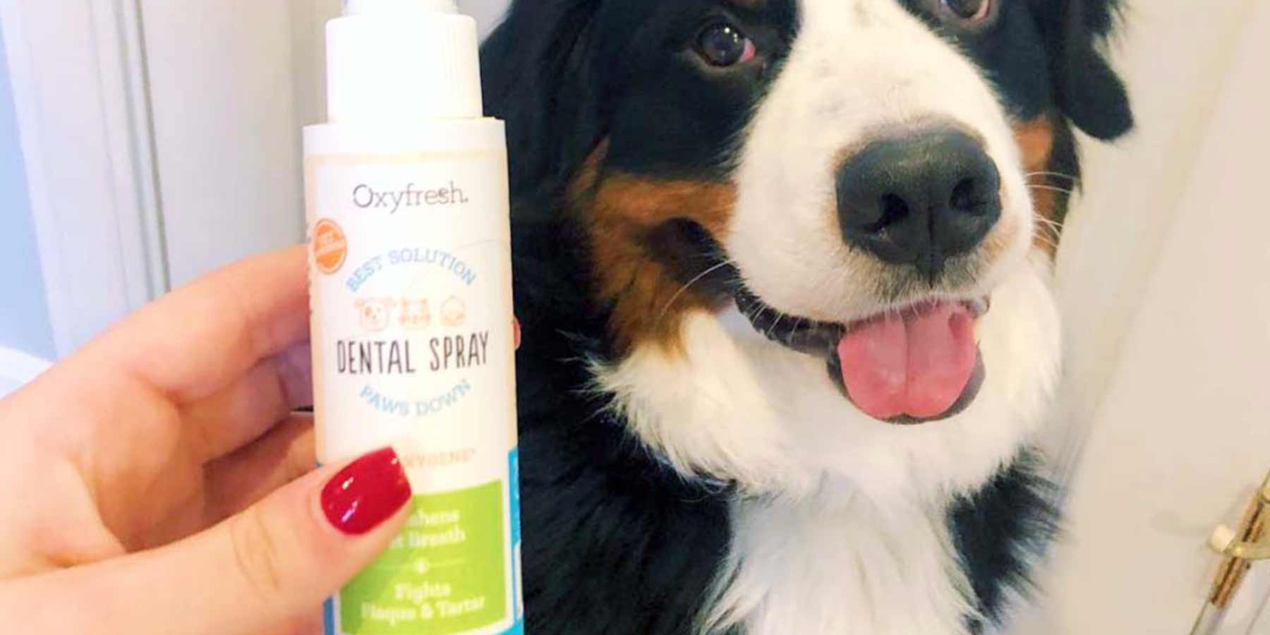 Social-Media-Post-From-Instagram-User-_raylantheberner-holding-a-bottle-of-oxyfresh-pet-dental-teeth-and-breath-spray-next-to-their-smiling-dog