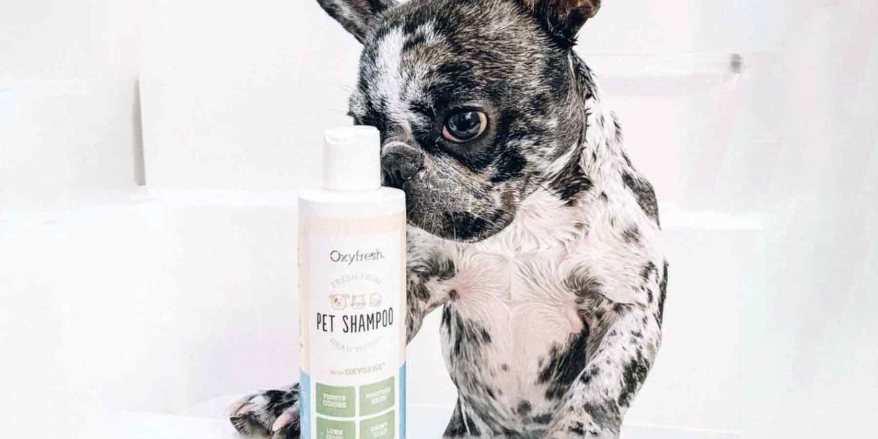 Social-Media-Post-From-Instagram-User-_the.frenchie.merle.girls--frenchie-in-bathtub-smelling-oxyfresh-pet-shampoo-for-dry-skin-and-a-clean-coat