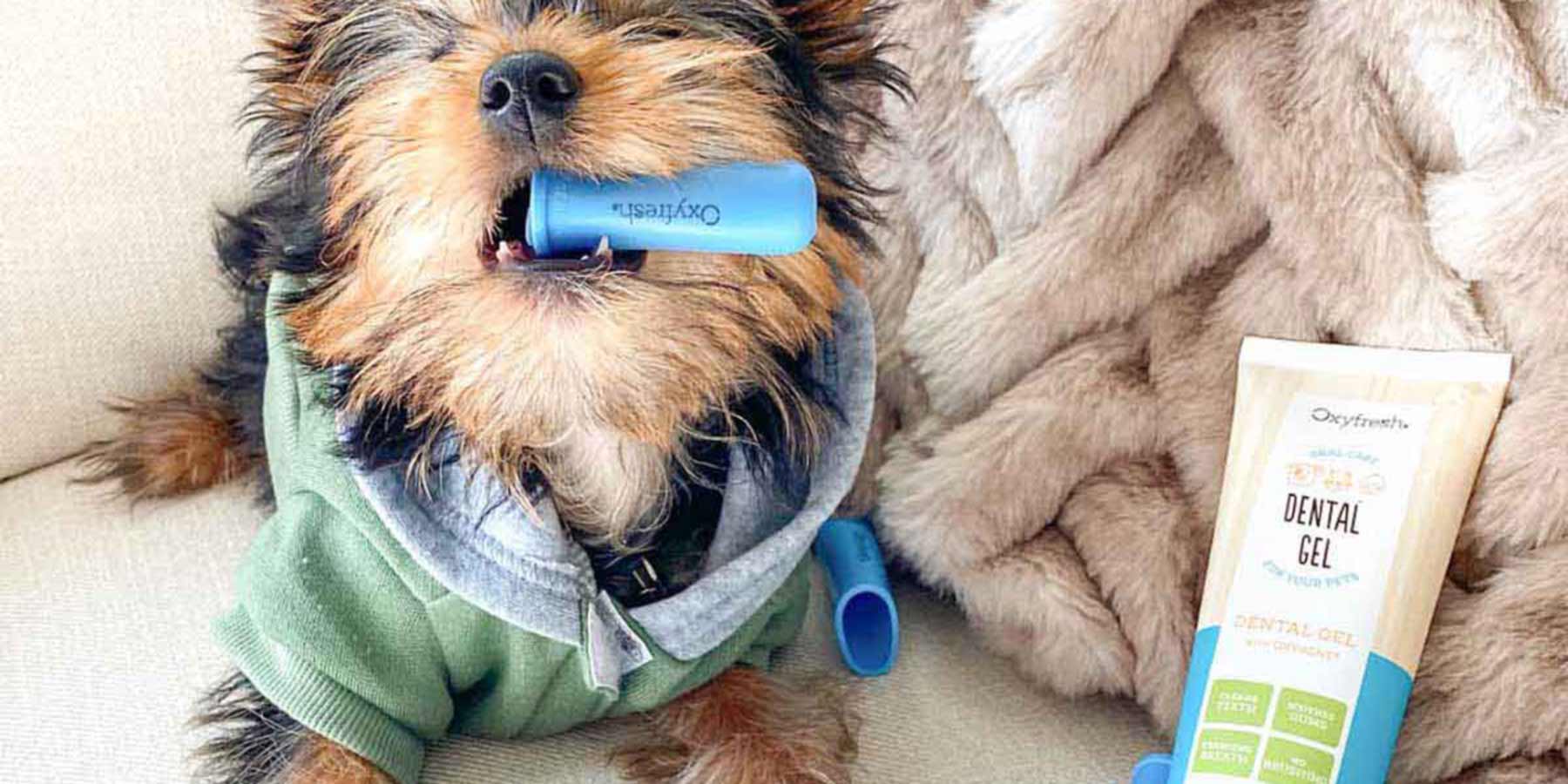 Social-Media-Post-From-Instagram-User-_z_gucci-terrier-chewing-on-dog-finger-toothbrush-with-oxyfresh-pet-dental-gel-toothpaste-for-dogs-bad-breath