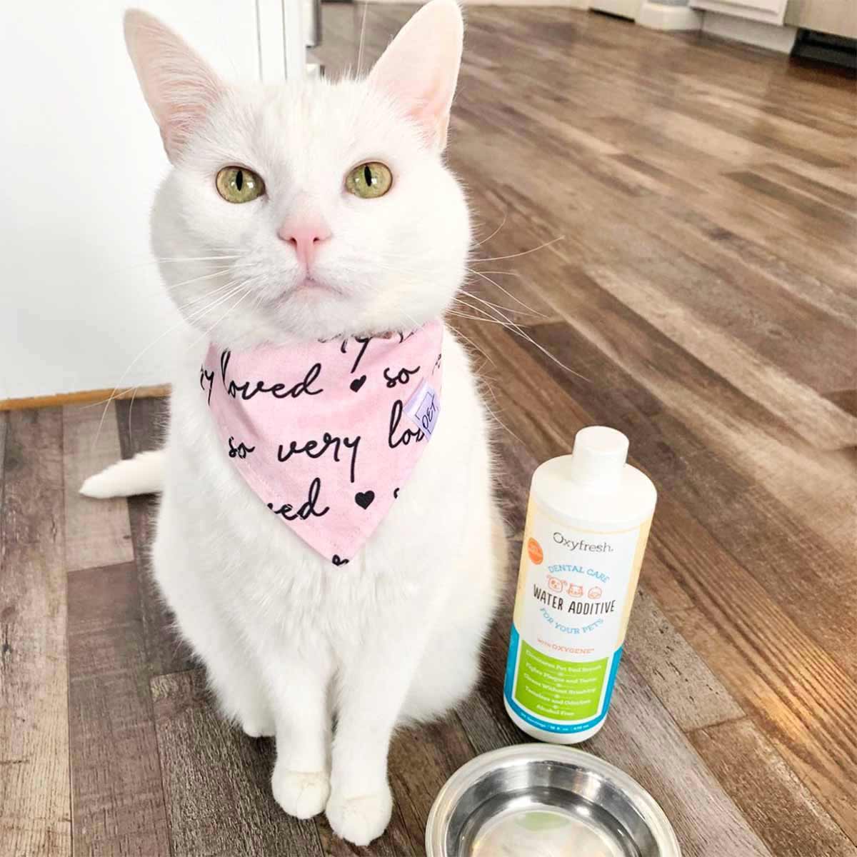 Social-Media-Post-From-Instagram-User-artemiss_jane--cute-white-cat-with-green-eyes-and-pink-bandana-sitting-patiently-on-the-floor-next-to-water-bowl-and-oxyfresh-cat-dental-water-additive-for-cat-teeth-and-bad-breath