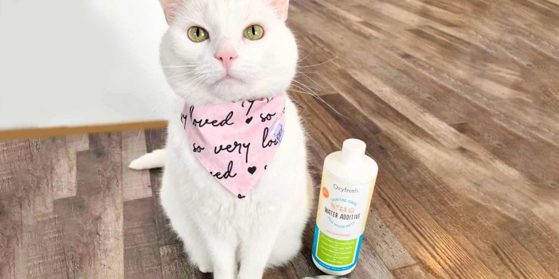Social-Media-Post-From-Instagram-User-artemiss_jane--cute-white-cat-with-green-eyes-and-pink-bandana-sitting-patiently-on-the-floor-next-to-water-bowl-and-oxyfresh-cat-dental-water-additive-for-cat-teeth-and-bad-breath