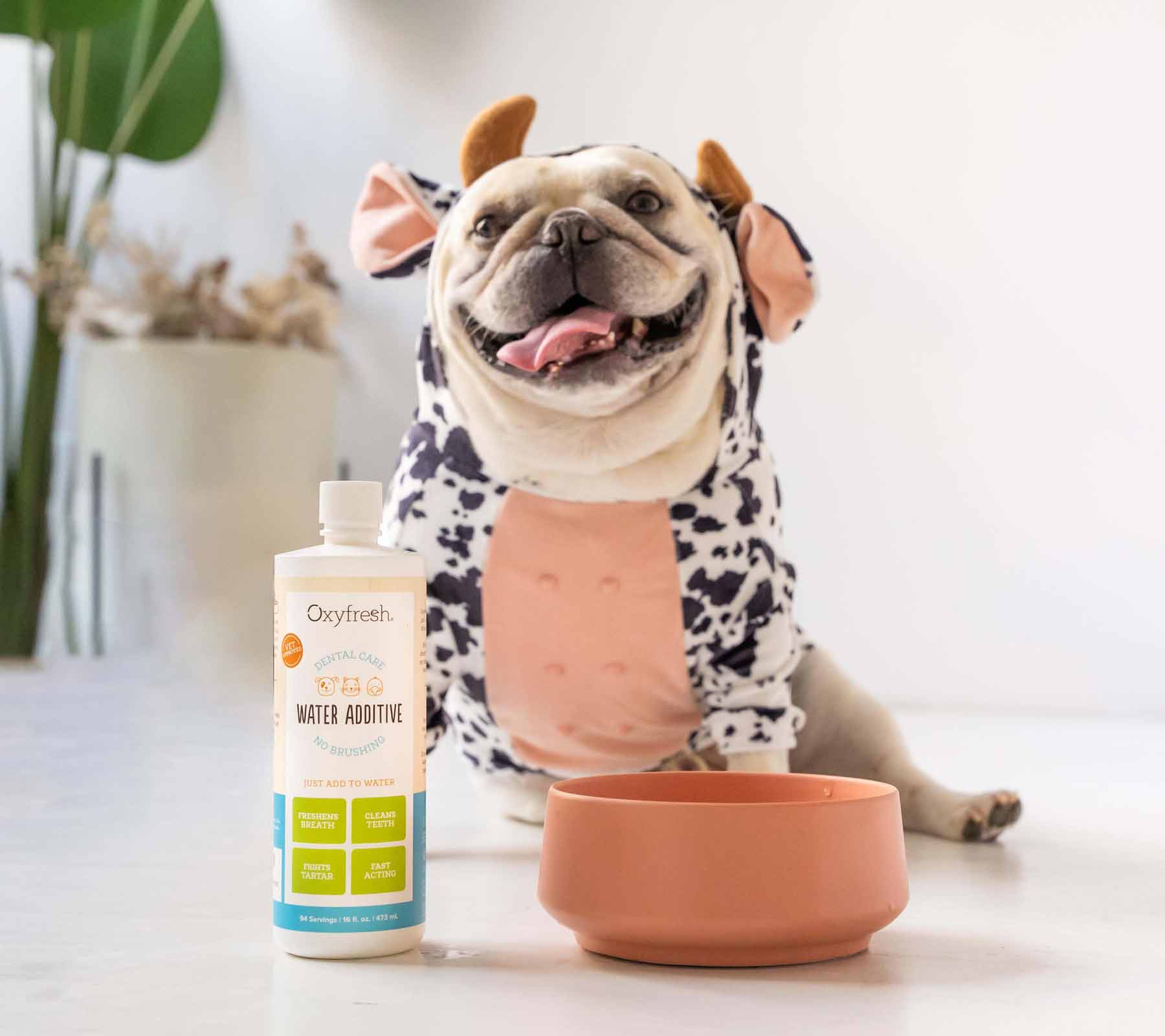 bulldog in a cow costume behind a bottle of oxyfresh pet water additive for fresh breath