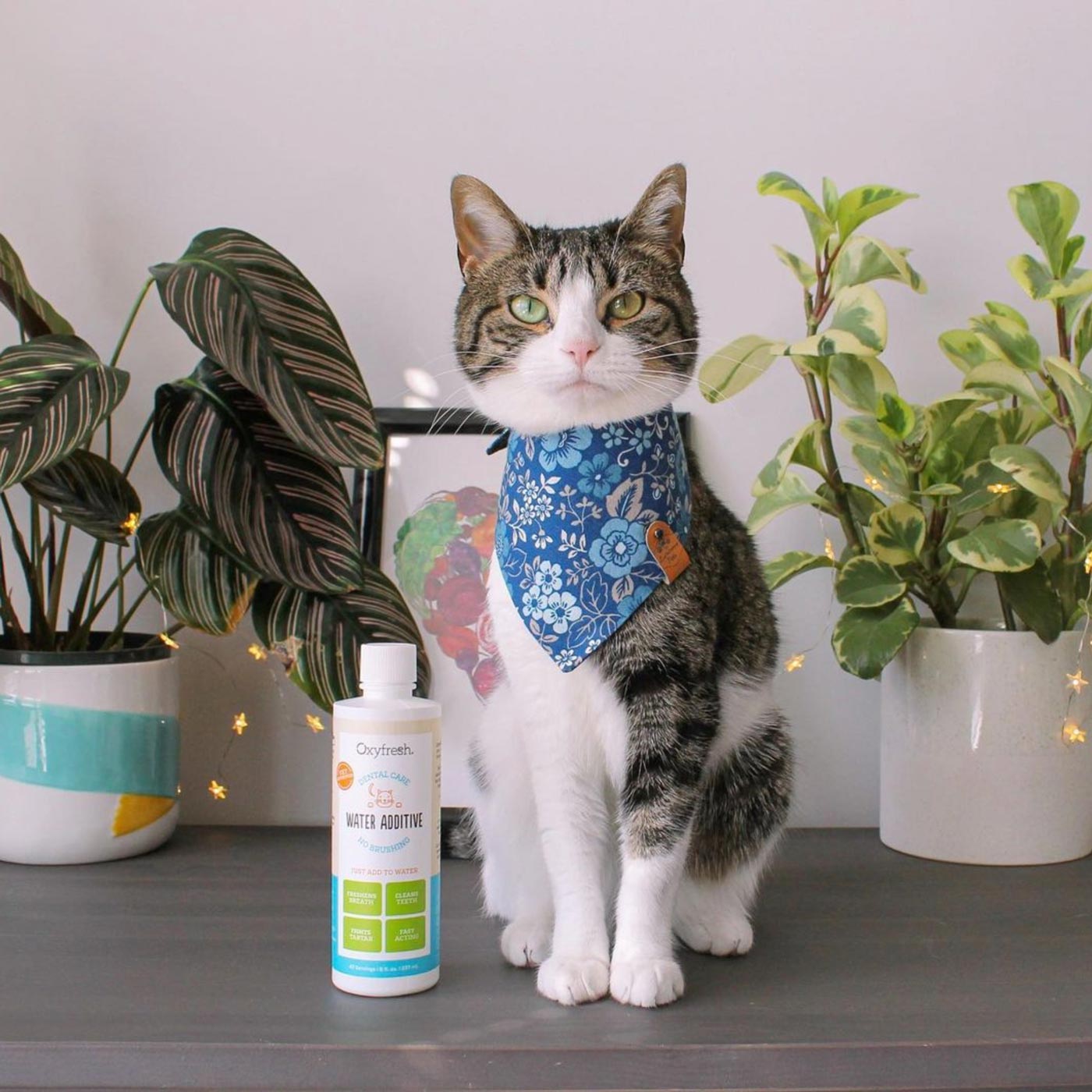 regal looking cat in a bandana sitting next to oxyfresh cat water additive for fresh breath and a longer lifespan