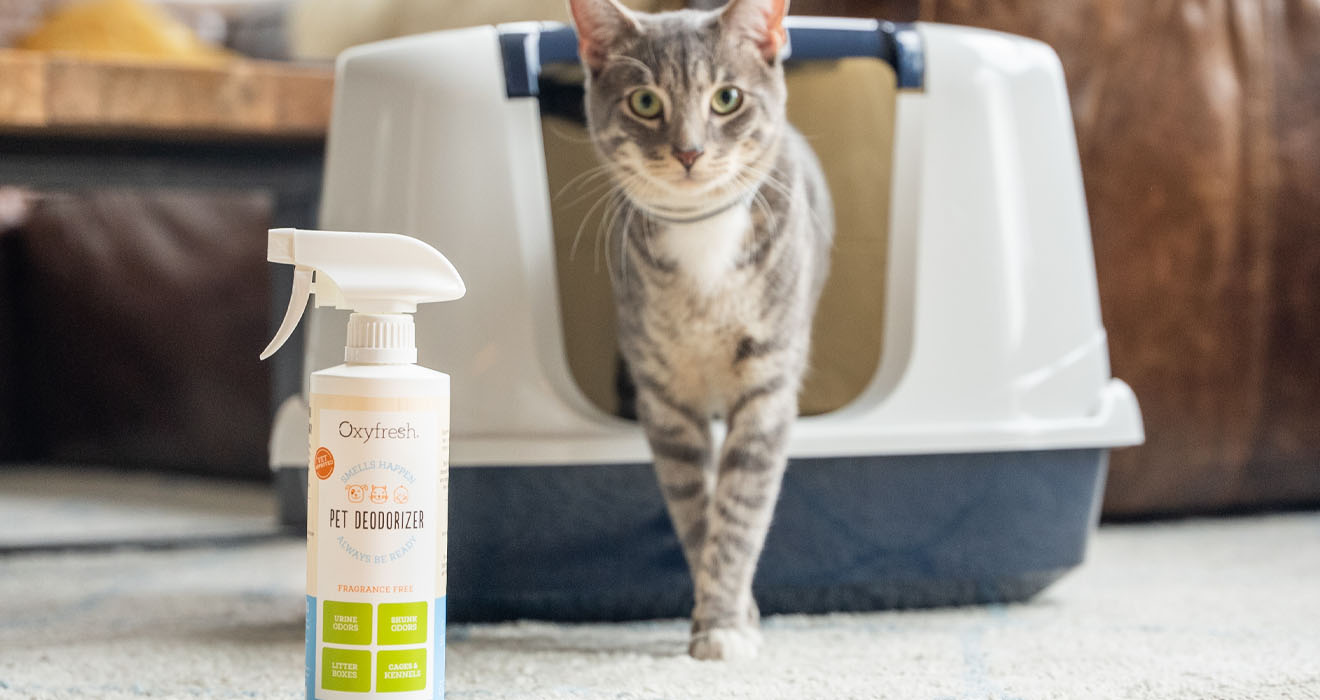 small grey cat gracefully stepping out of her litterbox with oxyfresh pet deodorizer nearby to minimize pet smells from the couch to the litter box