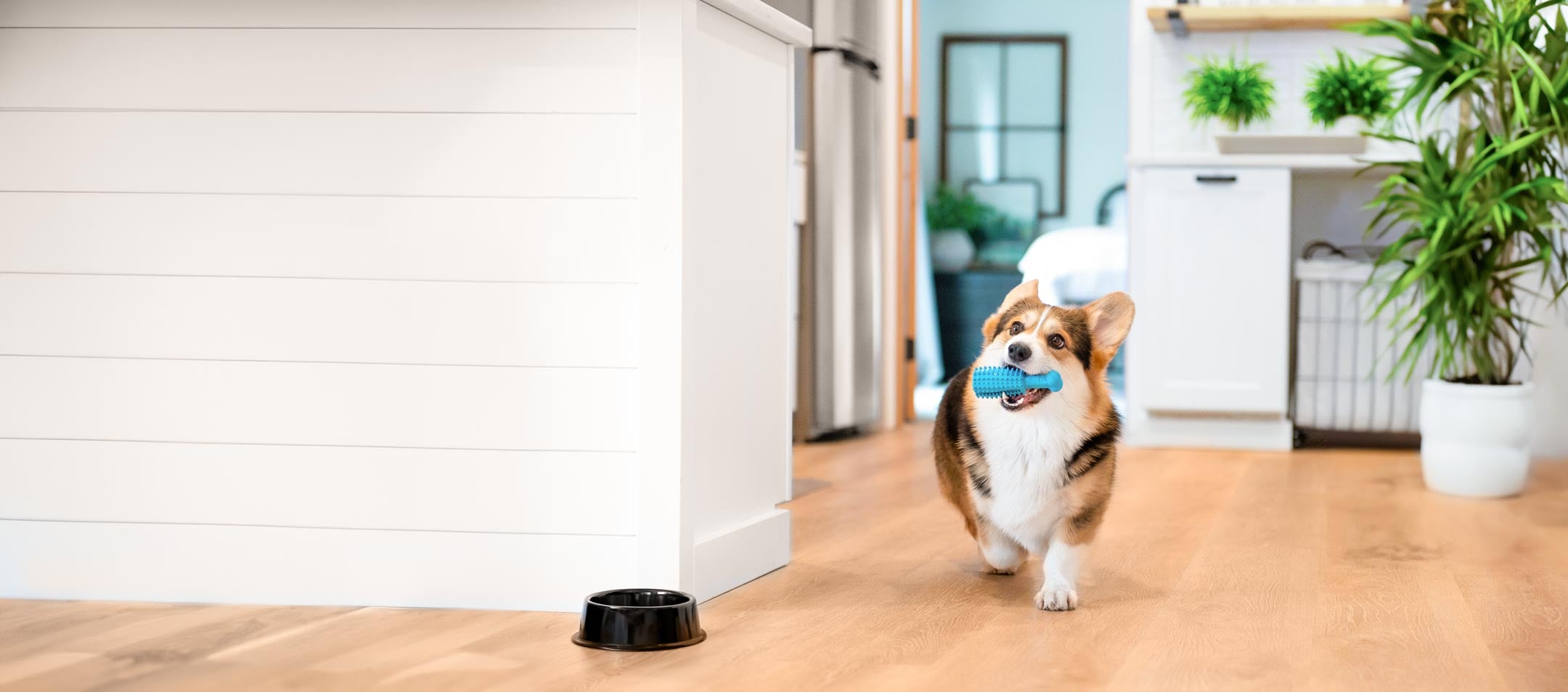 corgi-dental-chew-toy-in-mouth-kitchen