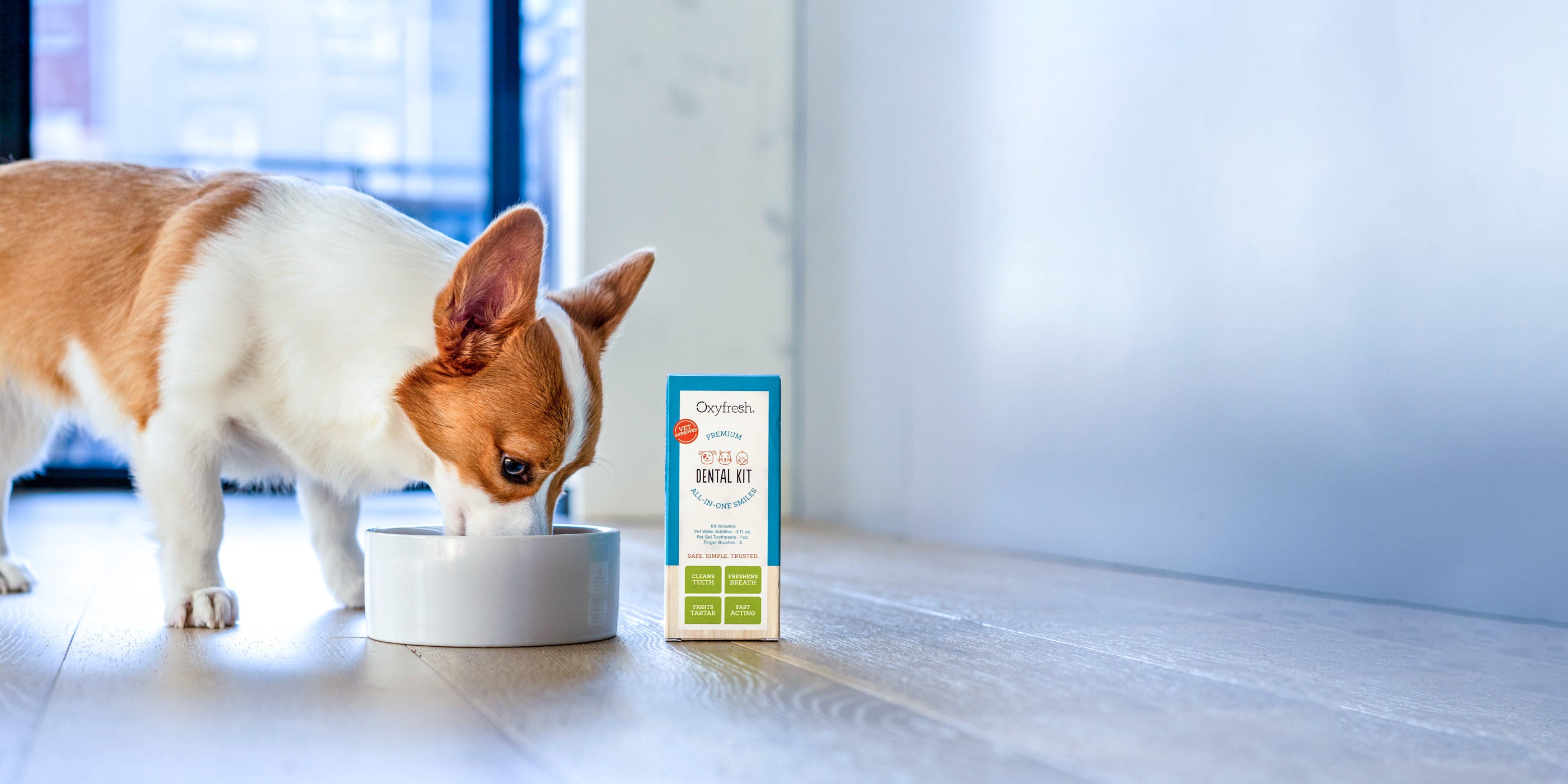 corgi-drinking-oxyfresh-pet-dental-water-additive-to-help-with-plaque-and-tartar-from-pet-dental-kit
