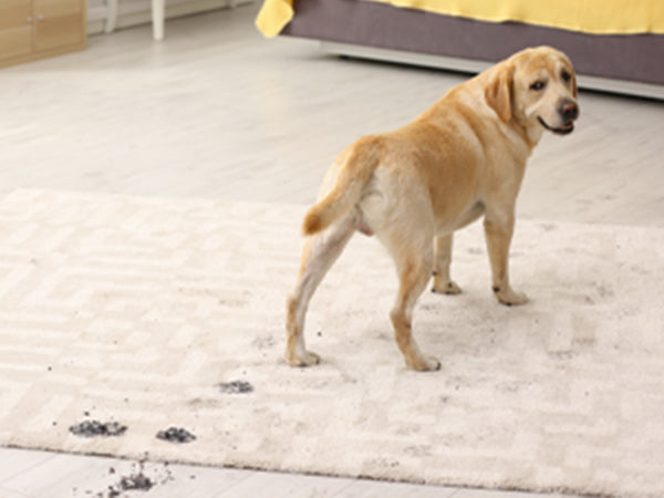 cute-puppy-with-muddy-paws-walking-on-rug