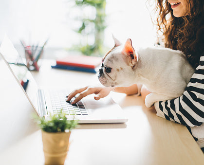 woman surfing the web with her frenchie sitting on her lap looking curiously at the laptop