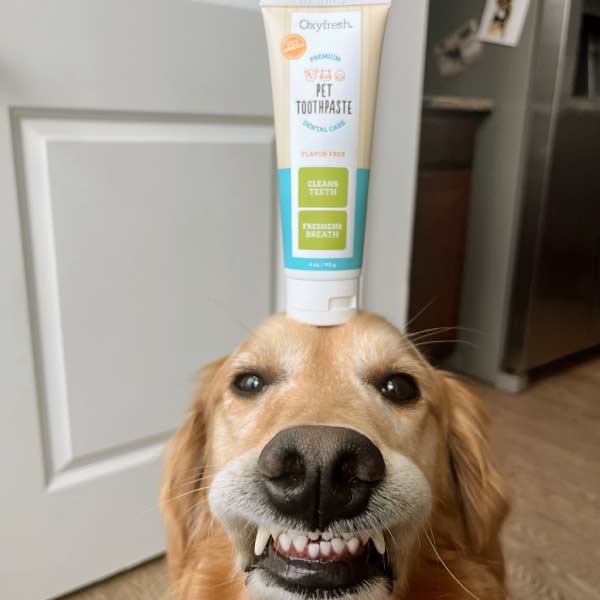 insta-_shadygrady-cute-golden-retriever-balancing-oxyfresh-fresh-pet-toothpaste-on-head-and-smiling