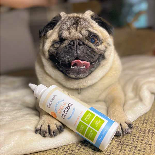 instagram-_moxxipug-adorable-pug-smiling-with-oxyfresh-dog-ear-cleaner