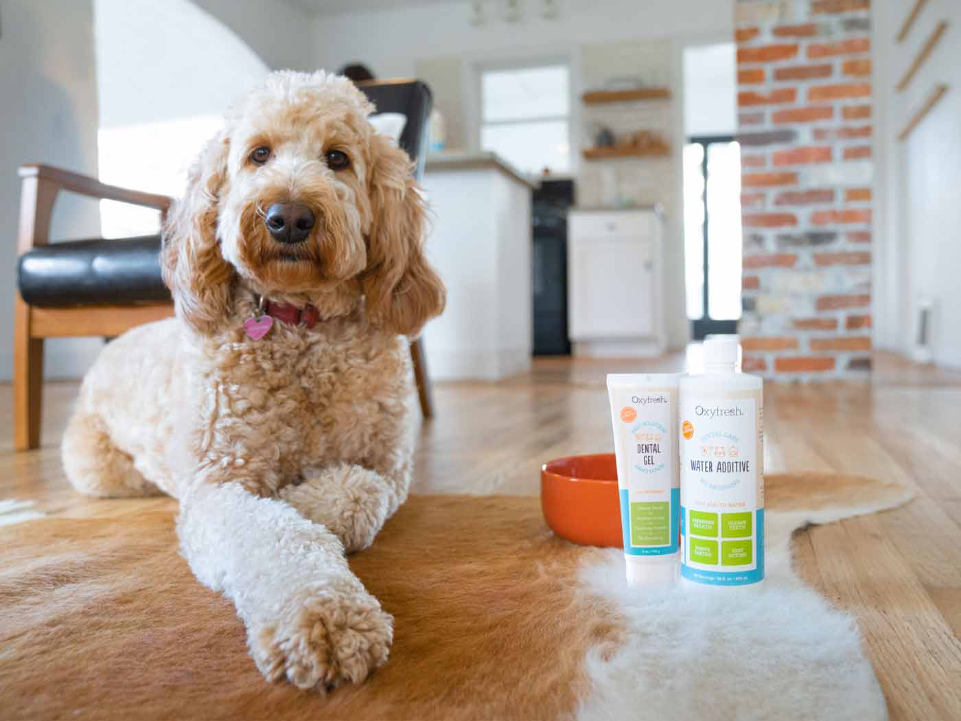 labradoodle-stoically-laying-next-to-oxyfresh-pet-dental-kit-in-living-room