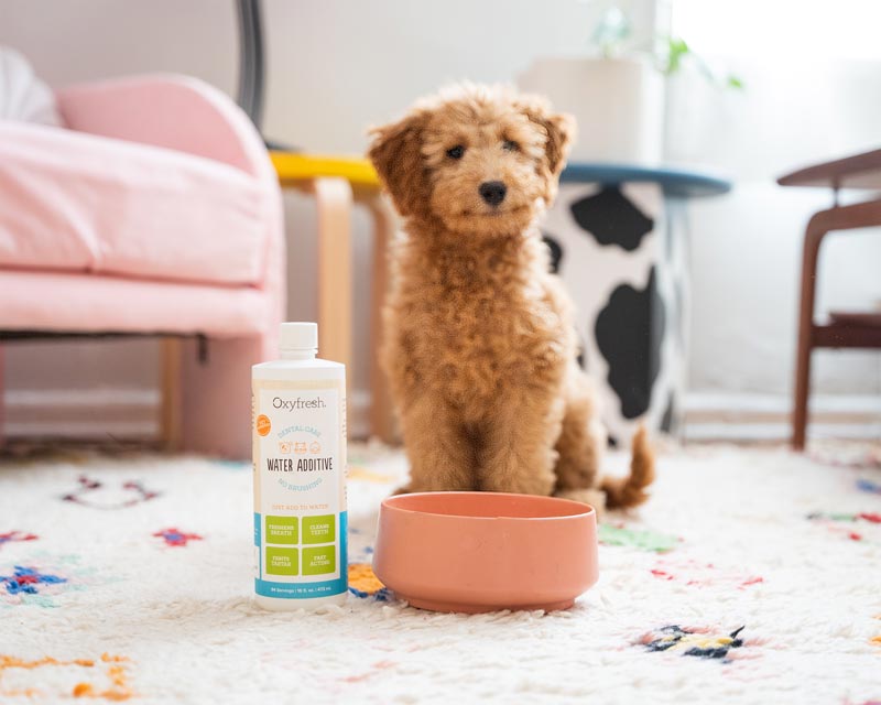 labradoodle smiling with a bowl of water with oxyfresh pet water additive