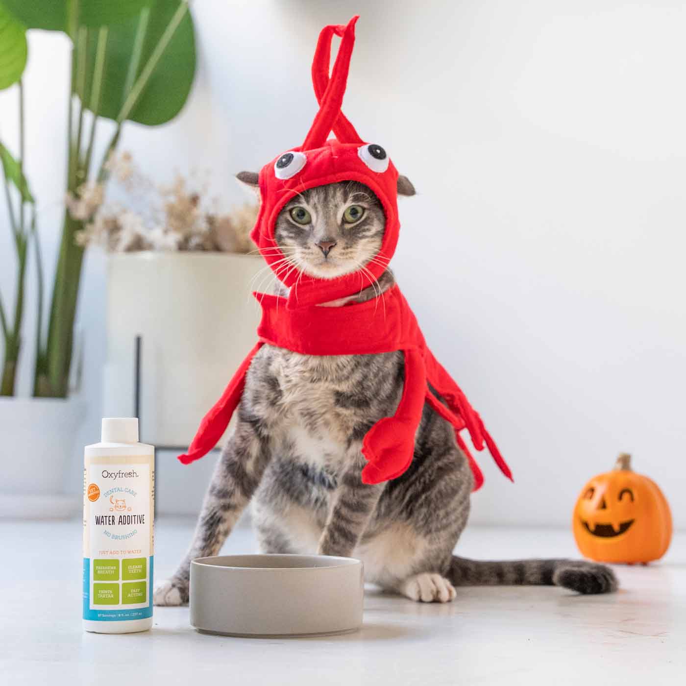 oxyfresh cat water additive with kitty who is wearing a lobster costume