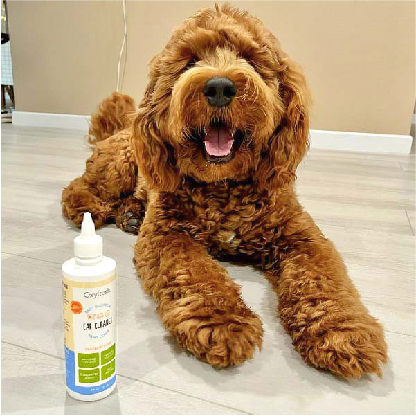 oxyfresh-earcleaner_Instagram-post-_buttersthelabradood-next-to-oxyfresh-dog-ear-cleaner