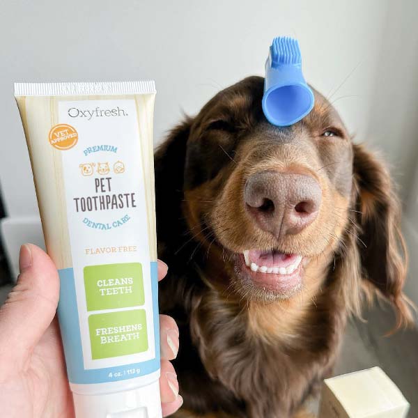 oxyfresh-pet-finger-brushes_IG-post-_slinkythesausagepup-adorable-pup-with-oxyfresh-dog-toothbrush-and-pet-toothpaste