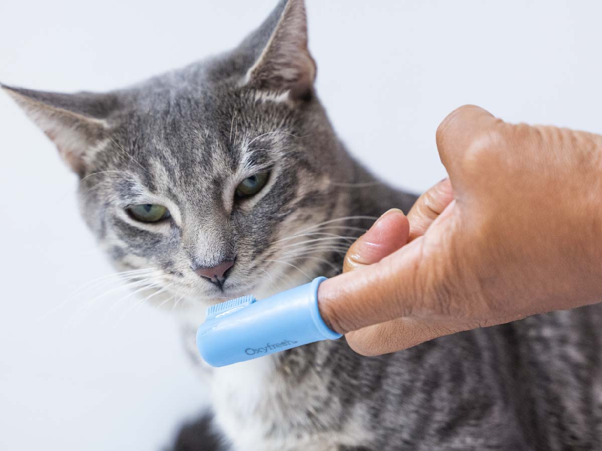 oxyfresh-pet-finger-brushes_cute-cat-with-oxyfresh-best-cat-toothbrush