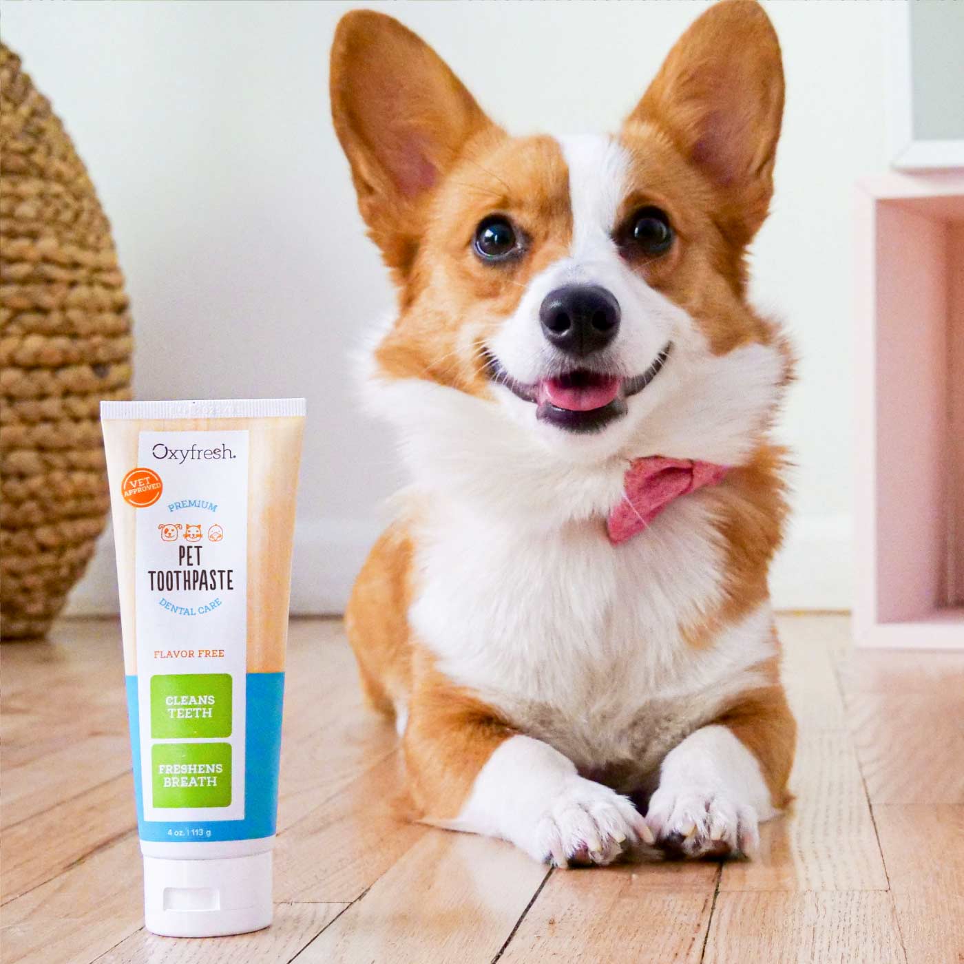 oxyfresh-pet-toothpaste-corgi-with-a-pink-bow-next-to-toothpaste-for-fresh-breath-and-white-teeth