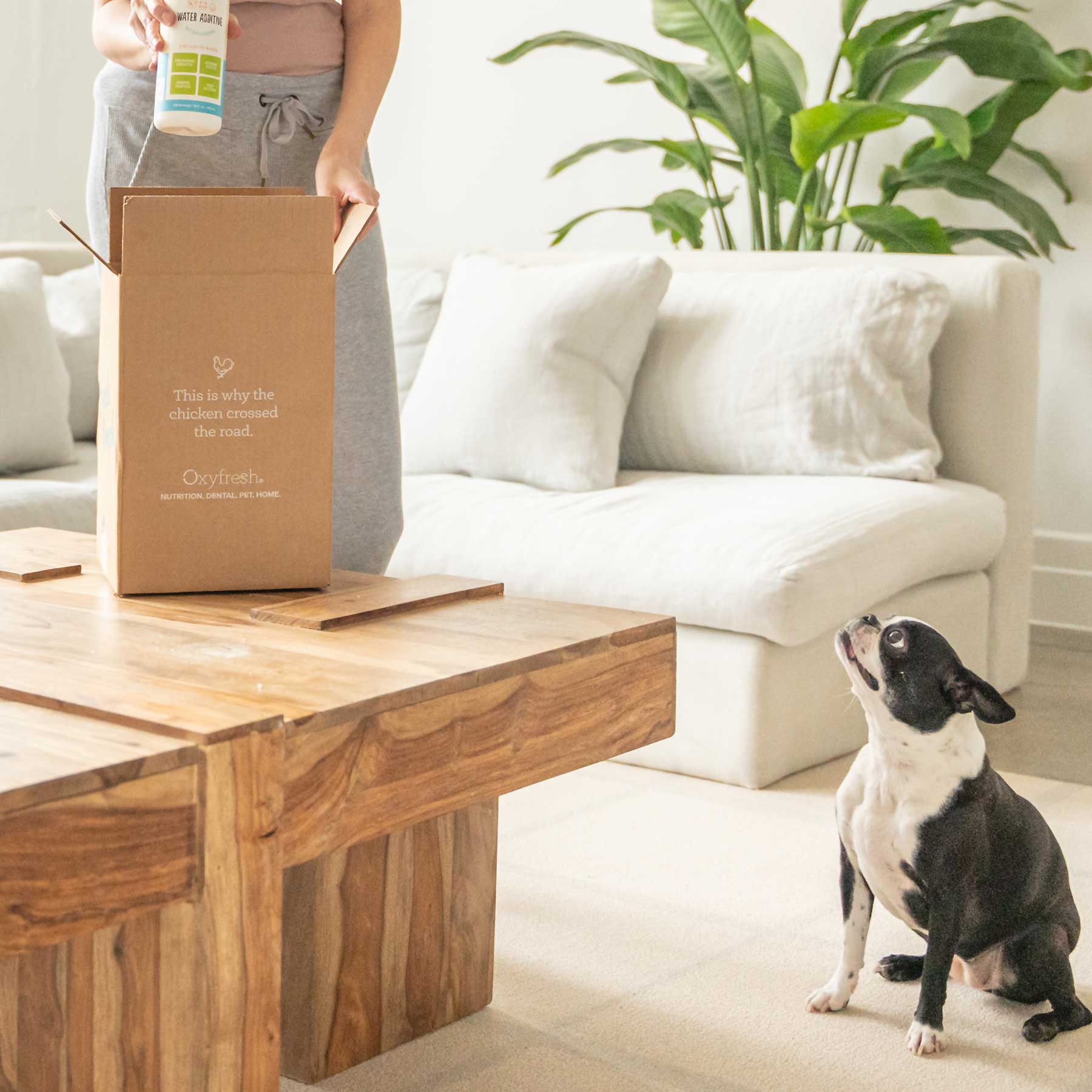 smiling dog sitting on floor looking up at woman opening a box of oxyfresh pet products