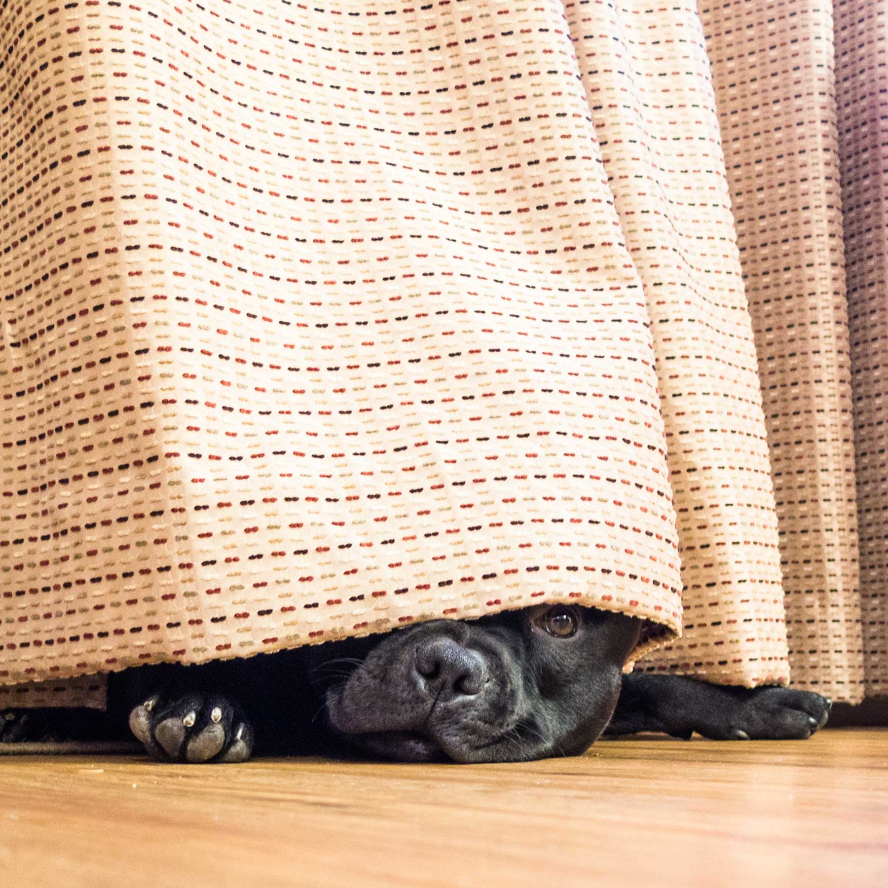 pup peeking out from under a curtain