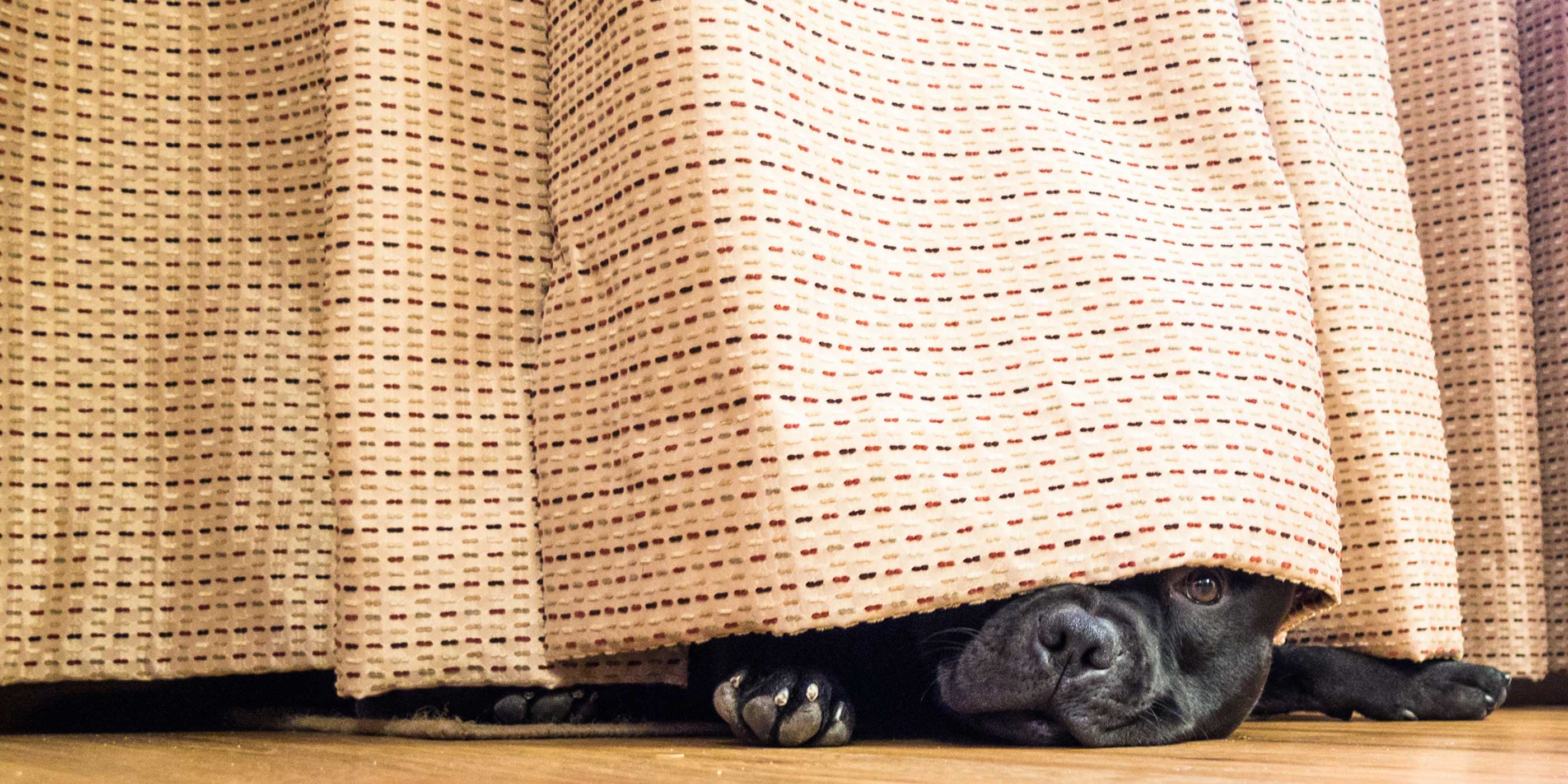 pup peeking out from under a curtain