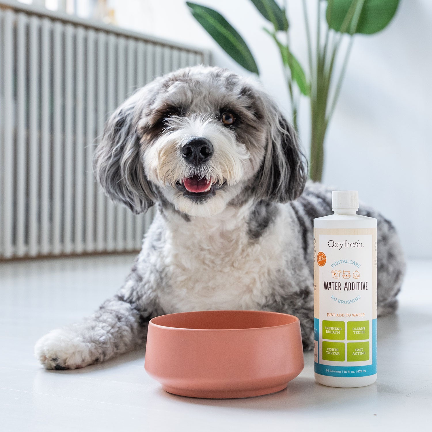 smiling pup with white teeth next to oxyfresh pet water additive and his water bowl 