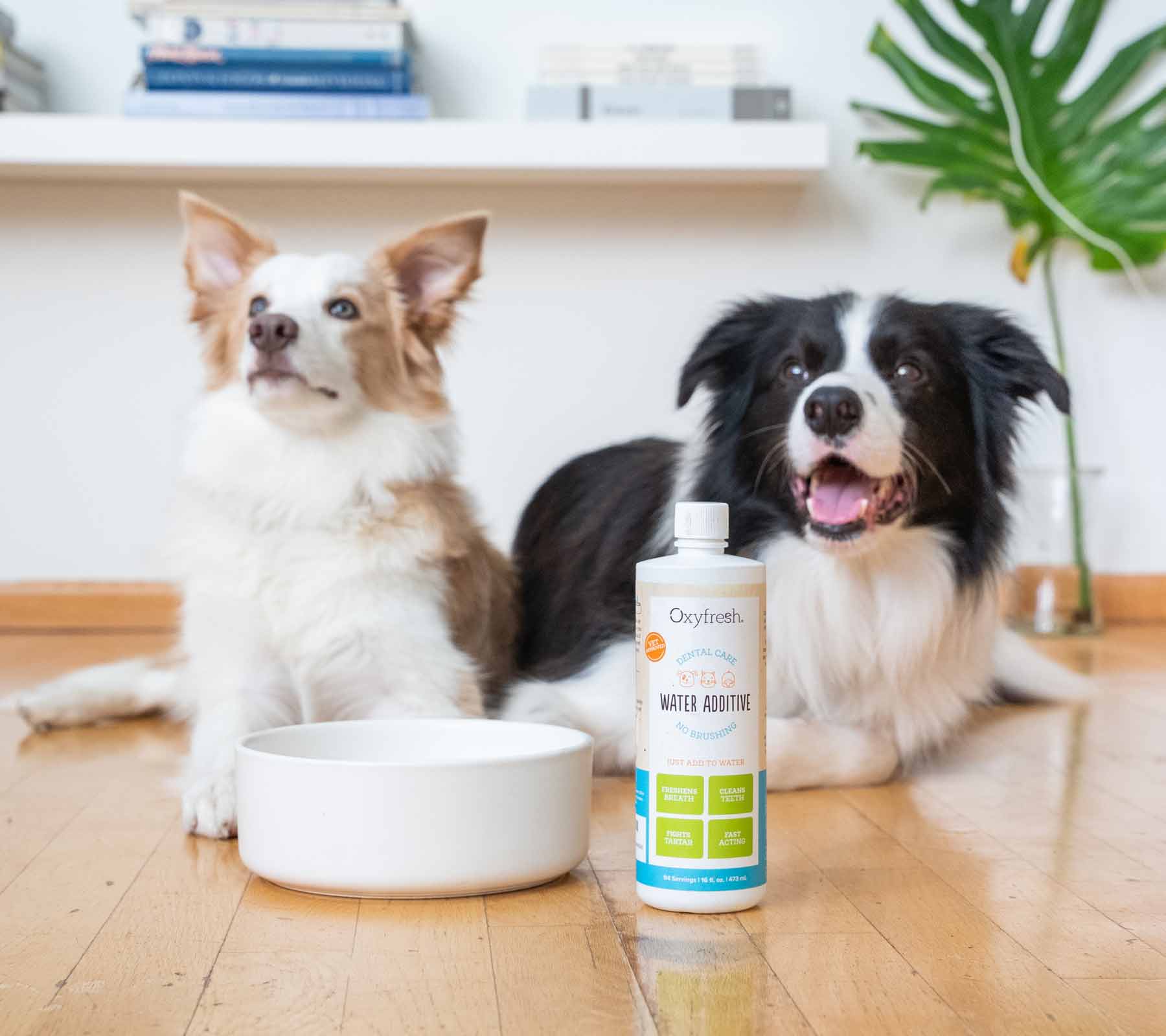 two happy dogs laying in living room behind a water bowl and a bottle of oxyfresh pet water additive