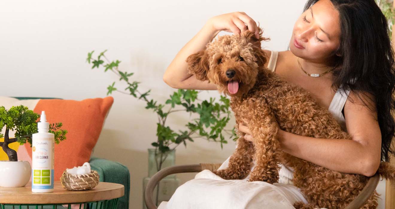 woman checking her labradoodle's floppy ears after cleaning them with oxyfresh pet ear cleaner