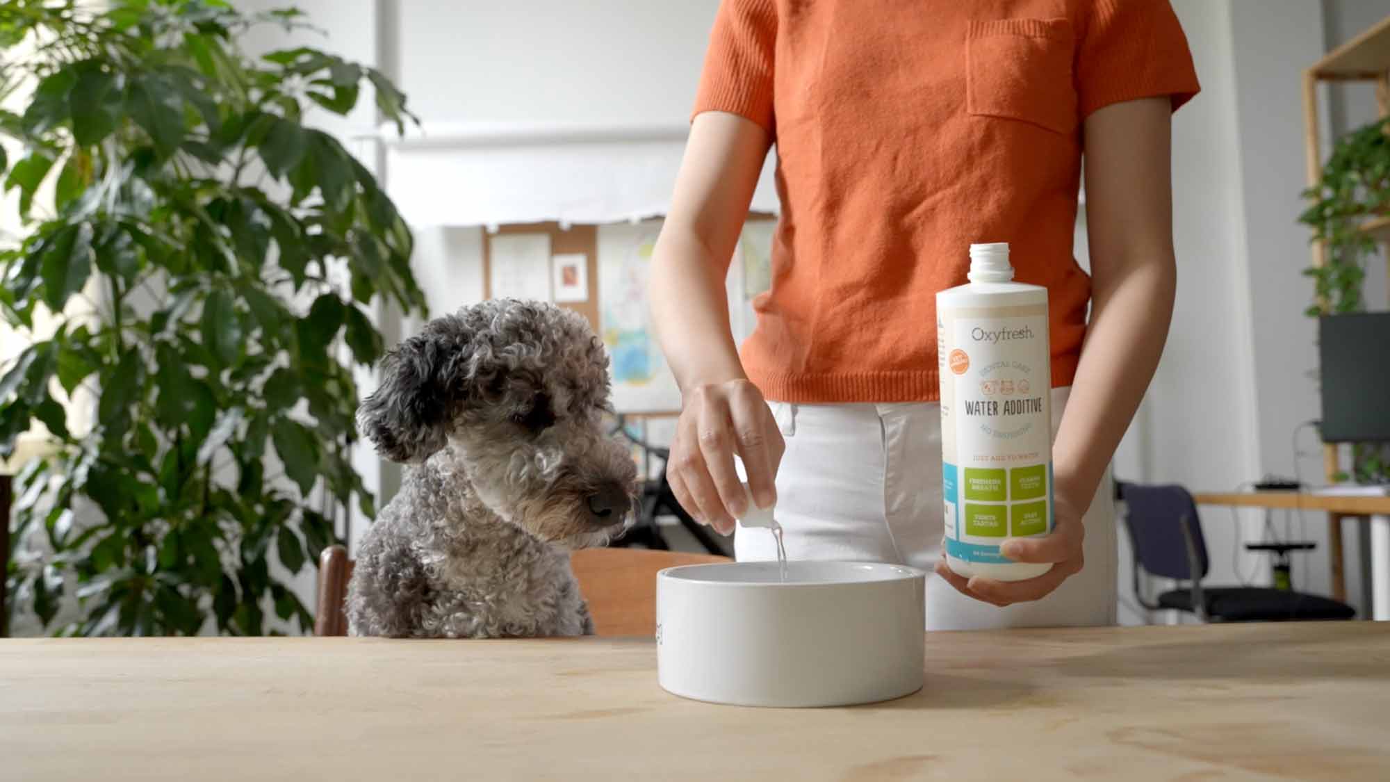 woman pouring oxyfresh pet water additive into a bowl on the counter as her dog looks on