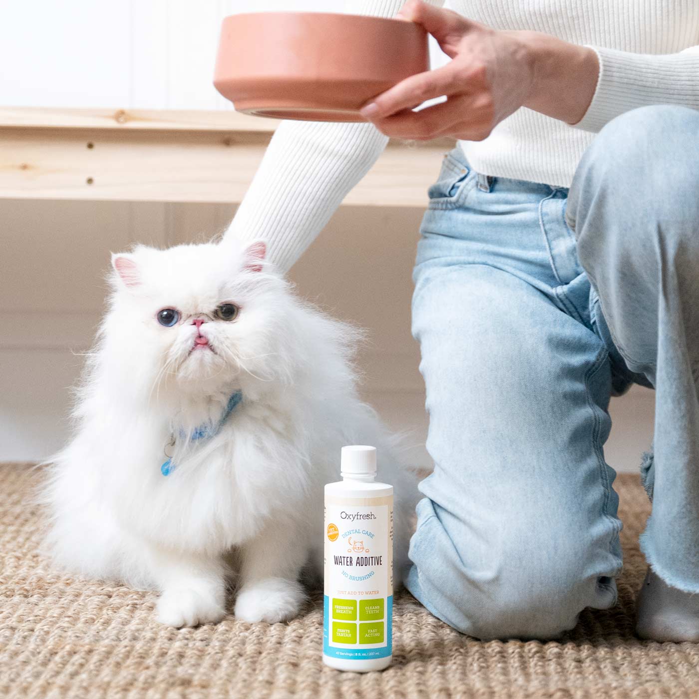 cute white cat and her owner who is about to place a bowl with oxyfresh pet water additive in front of her to freshen her breath