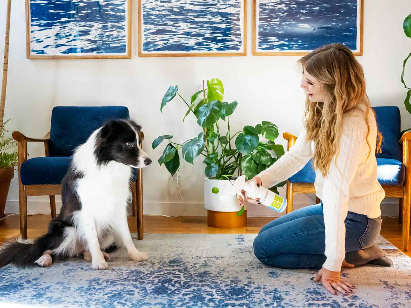woman-spraying-oxyfresh-pet-deodorizer-on-the-carpet-next-to-her-border-collie-who-looks-interested-in-what-she-is-doing