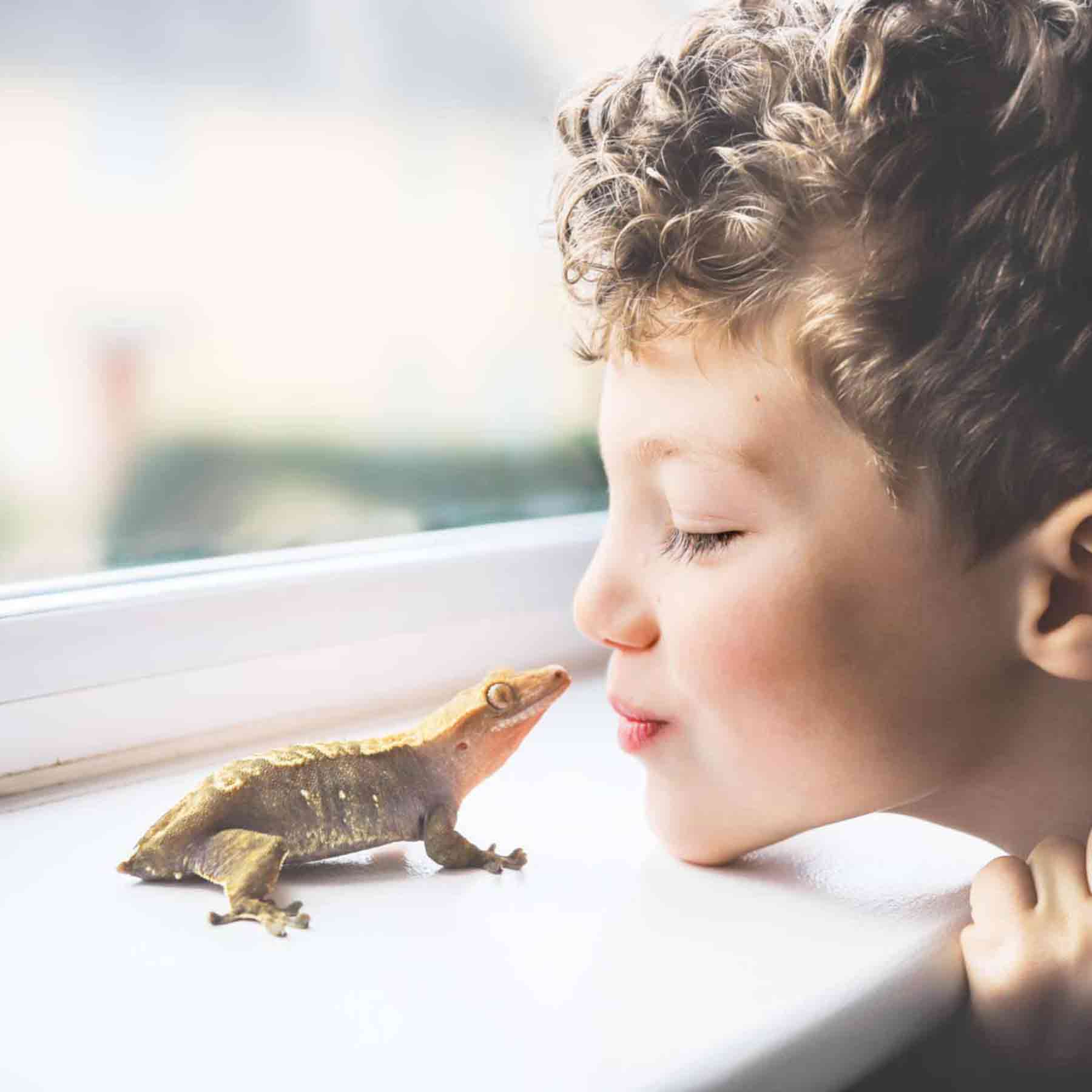 young-boy-looking-closely-at-his-amphibian-on-a-windowsill-while-his-mom-cleans-the-reptiles-terrarium