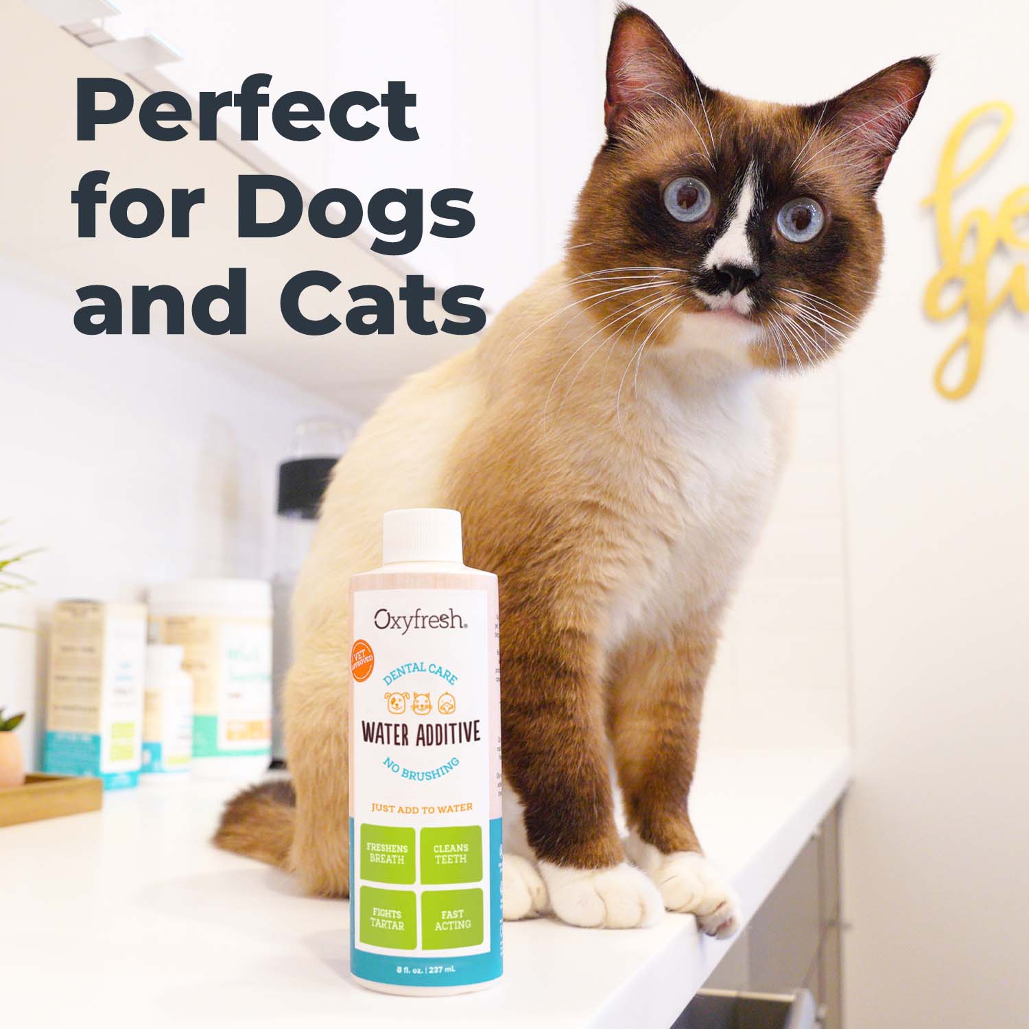 oxyfresh cat water additive perfect for cats and dogs curious looking cat sitting on countertop next to bottle